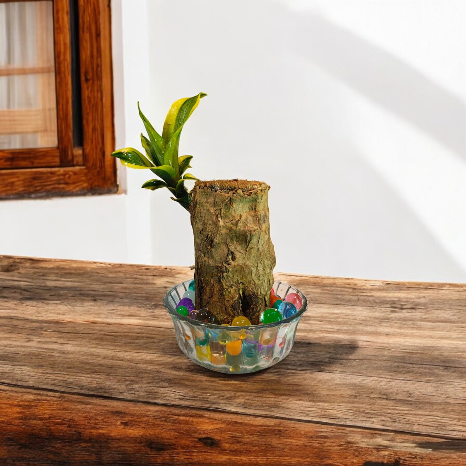 Brazilian Wood Live Plant (Dracaena Fragrans)